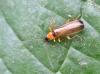 Rhagonycha sp.